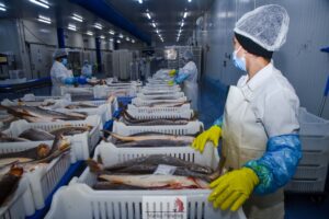 Frozen and Processed Products​