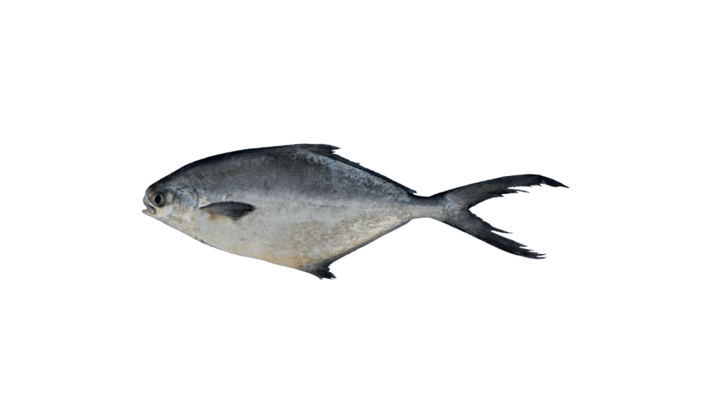 Trachinotus blochii - Pomfret